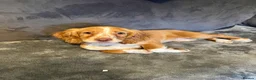Cocker Spaniel dogs for stud: RED KC STUD DOG  - Advert 12
