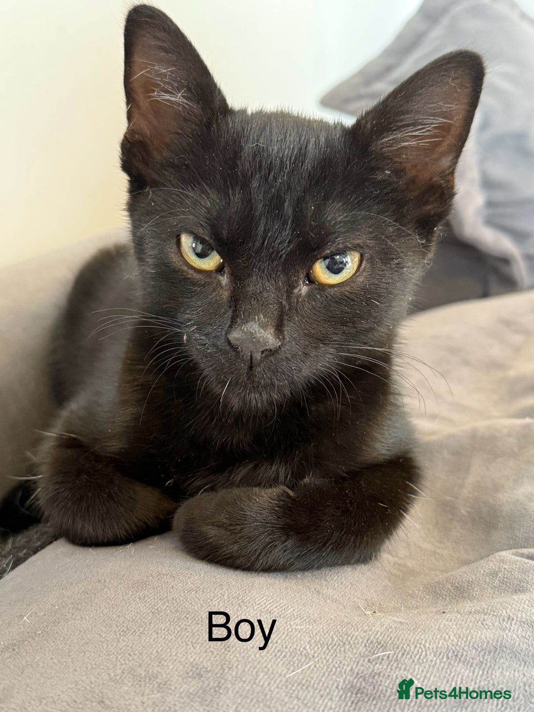 Mixed Breed cats for sale: Kittens  - Advert 4