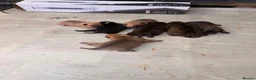 Staffordshire Bull Terrier dogs for sale: Stafford bull terrier puppies  in Newport - Advert 5