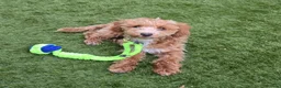 Cockapoo dogs for sale: Beautiful 6 months old cockapoo for rehoming in Maidenhead - Advert 4