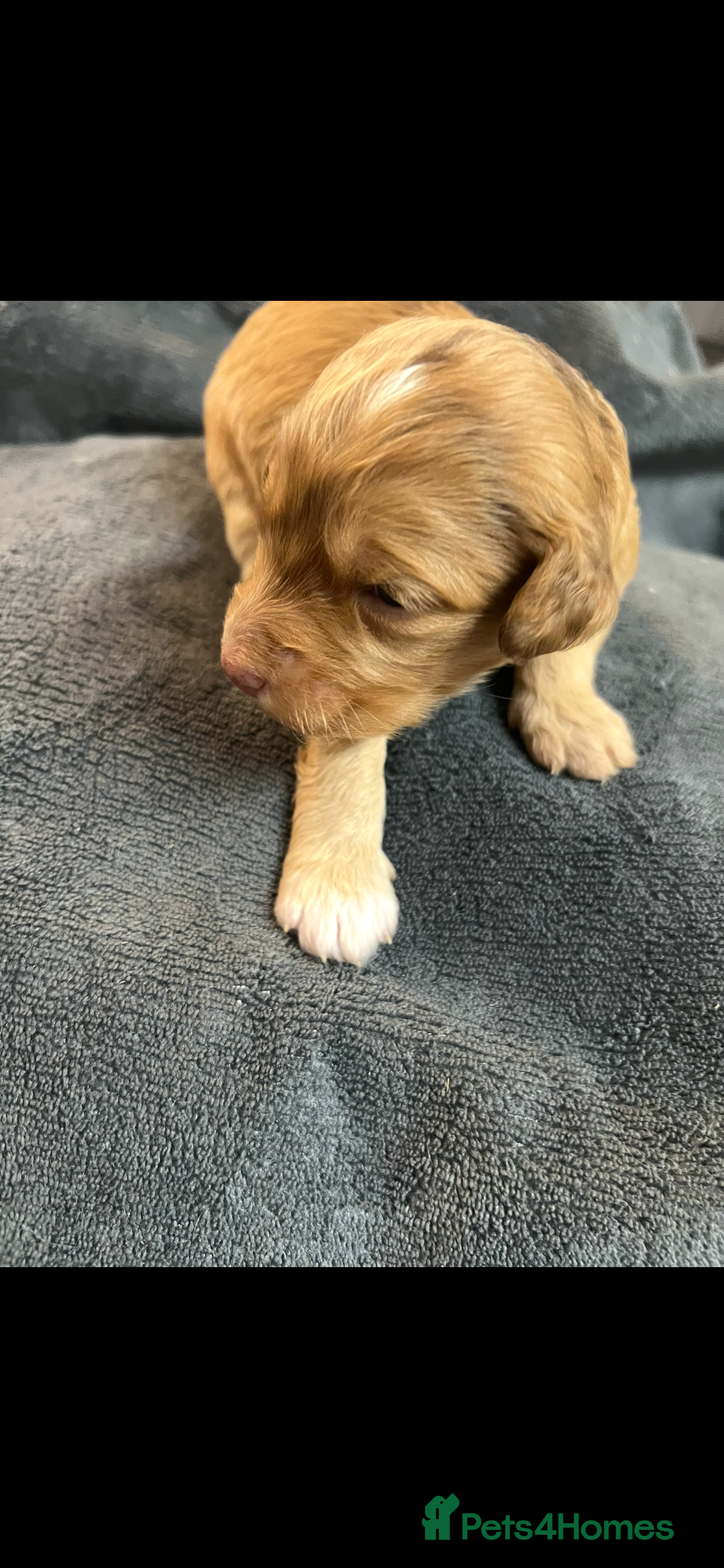 Cockapoo dogs £900 (LAST 1) Apricot Miniature Cockapoo - Advert 3