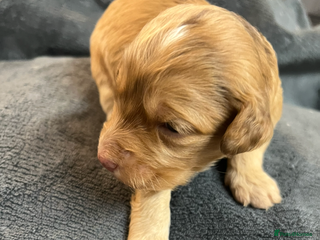 Cockapoo dogs £900 (LAST 1) Apricot Miniature Cockapoo - Advert 1