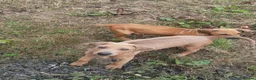 Rhodesian Ridgeback dogs for sale: 🦁RHODESIAN RIDGEBACKS PUPPIES🦁  - Advert 19