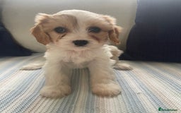 Cavachon dogs for sale: Cavachon puppies  - Image 8