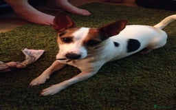 Jack Russell dogs for sale: Healthy Jack Russell For Sale - Image 5