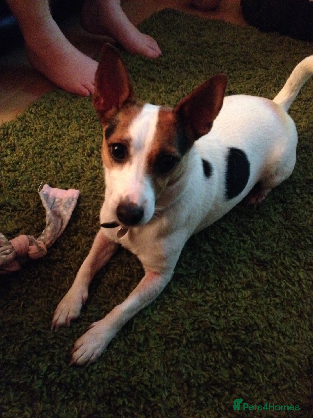 Jack Russell dogs for sale: Healthy Jack Russell For Sale - Image 5