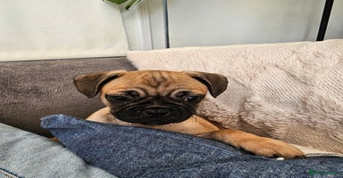 Frug dogs - Advert 16