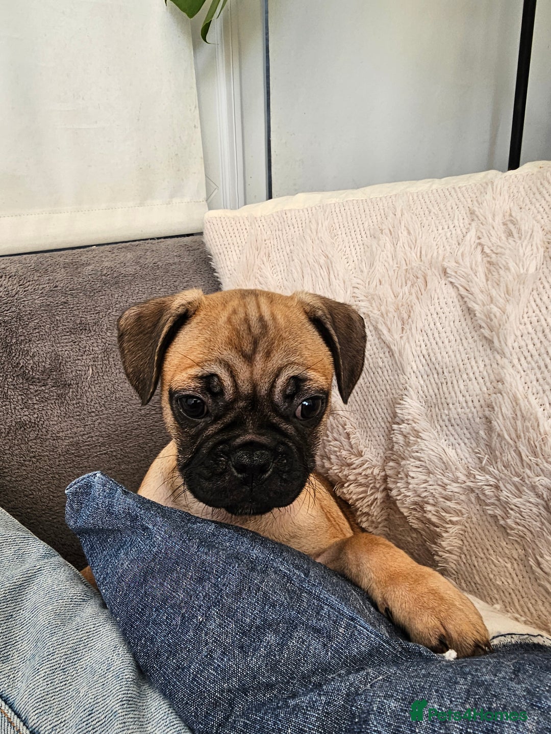 Frug dogs for sale: Frug puppies - Image 3