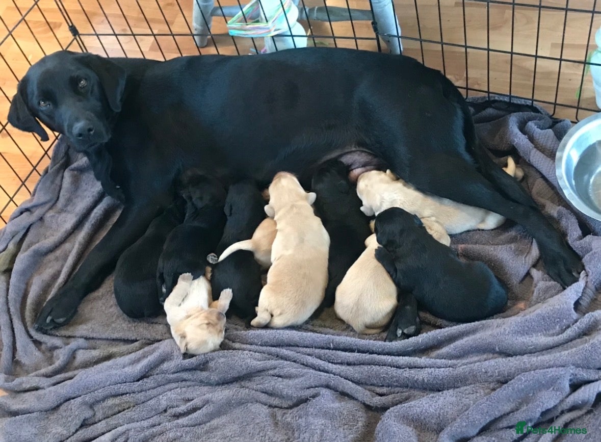 Labrador Retriever dogs Gorgeous KC Registered Labrador Puppies  - Advert 1