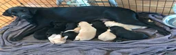 Labrador Retriever dogs for sale: Gorgeous KC Registered Labrador Puppies  - Advert 1