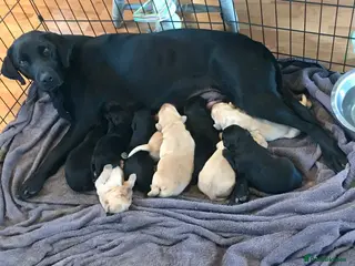 Labrador Retriever dogs Gorgeous KC Registered Labrador Puppies - Advert 7