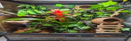 Gecko reptiles for sale: Female Crested Gecko & Complete Bioactive Setup - Advert 3