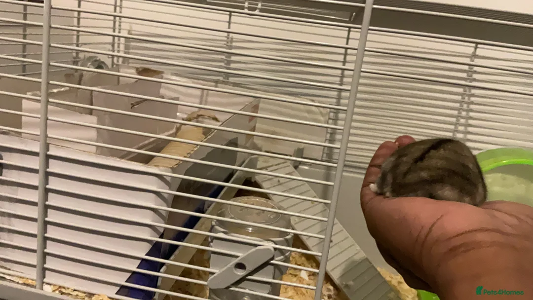 Hamster rodents for sale: Russian dwarf hamster  - Advert 2