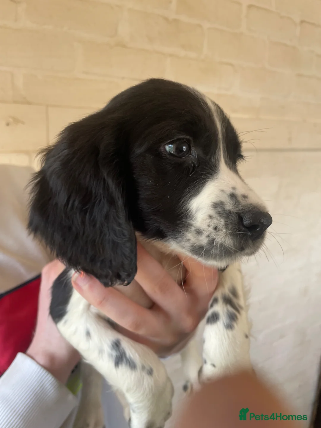 English Springer Spaniel dogs for sale: English springer spaniel  - Advert 9