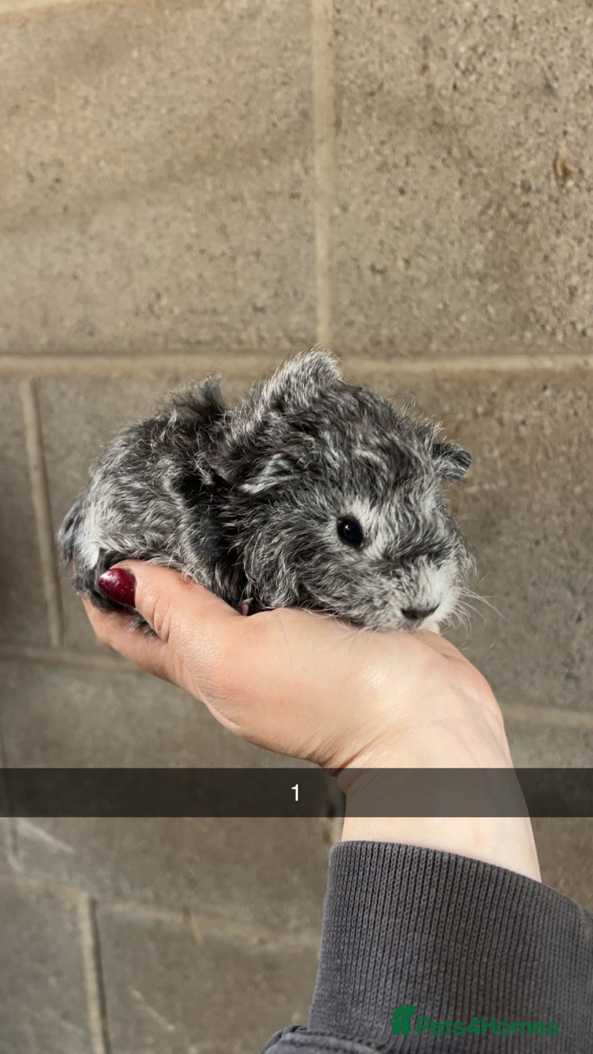 Guinea Pig rodents Two lovely girls looking for their forever homes!  - Advert 1