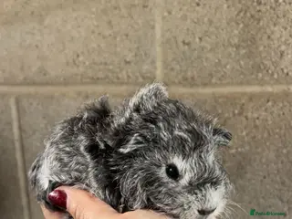 Guinea Pig rodents Two lovely girls looking for their forever homes! - Advert 1