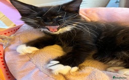 Maine Coon cats for sale: GCCF active / domestic Maine Coon  - Image 20