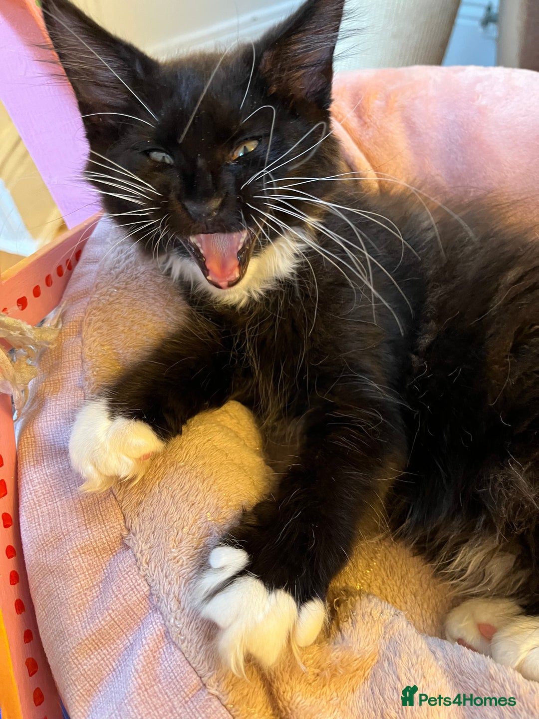 Maine Coon cats for sale: GCCF active / domestic Maine Coon  - Image 20