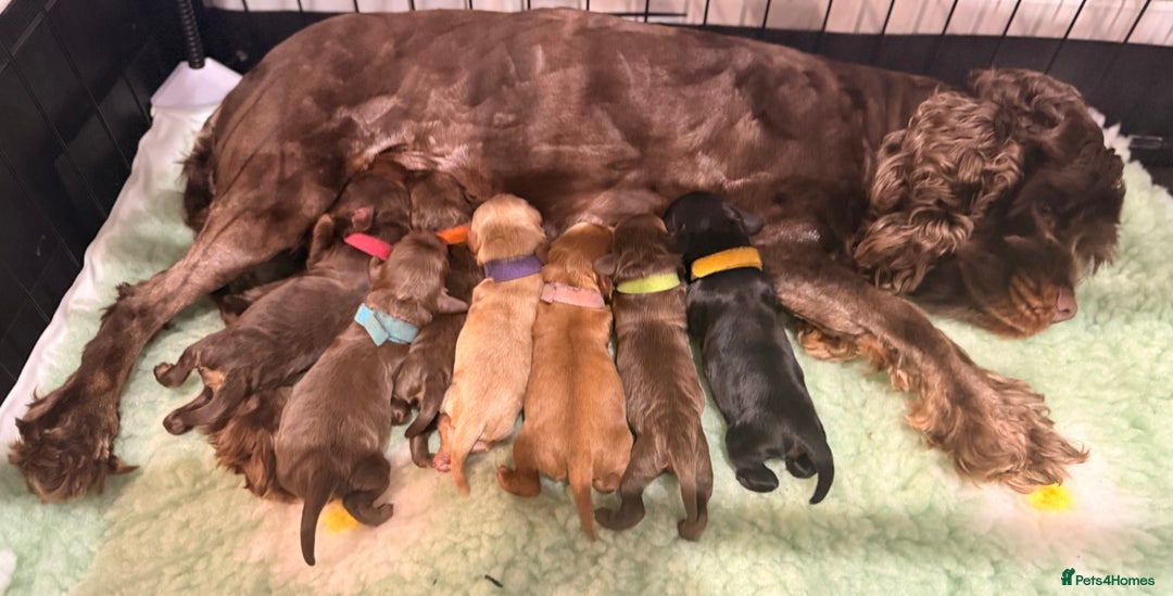 Cockapoo dogs for sale: Toy cockerpoo puppies  - Advert 16