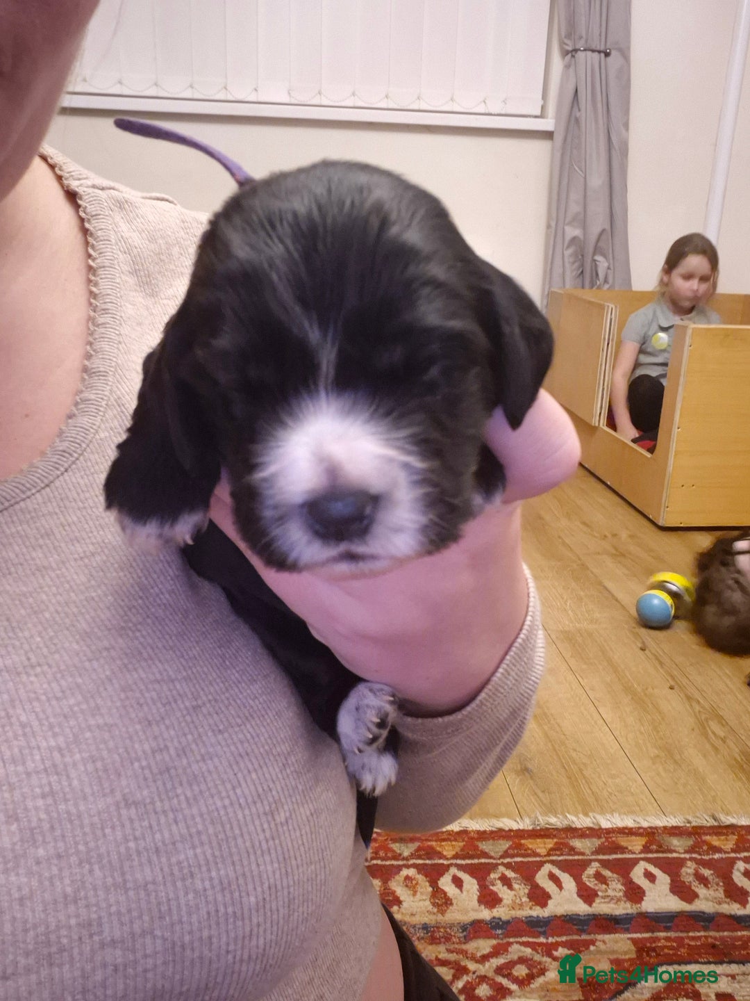 Cocker Spaniel dogs for sale: Cocker spaniel puppies - Advert 6