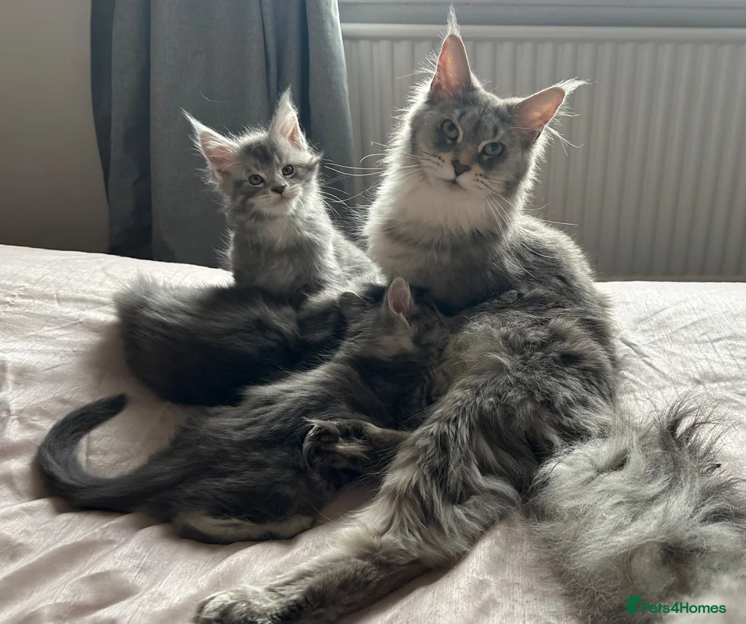 Maine Coon cats for sale: GCCF Blue and Silver Registered Maine Coon Kittens - Advert 2