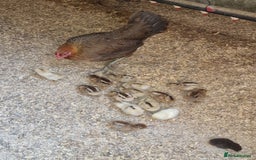Chickens poultry for sale: Chickens of various breeds - Image 1