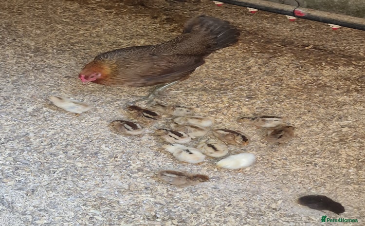 Chickens poultry - Advert 10