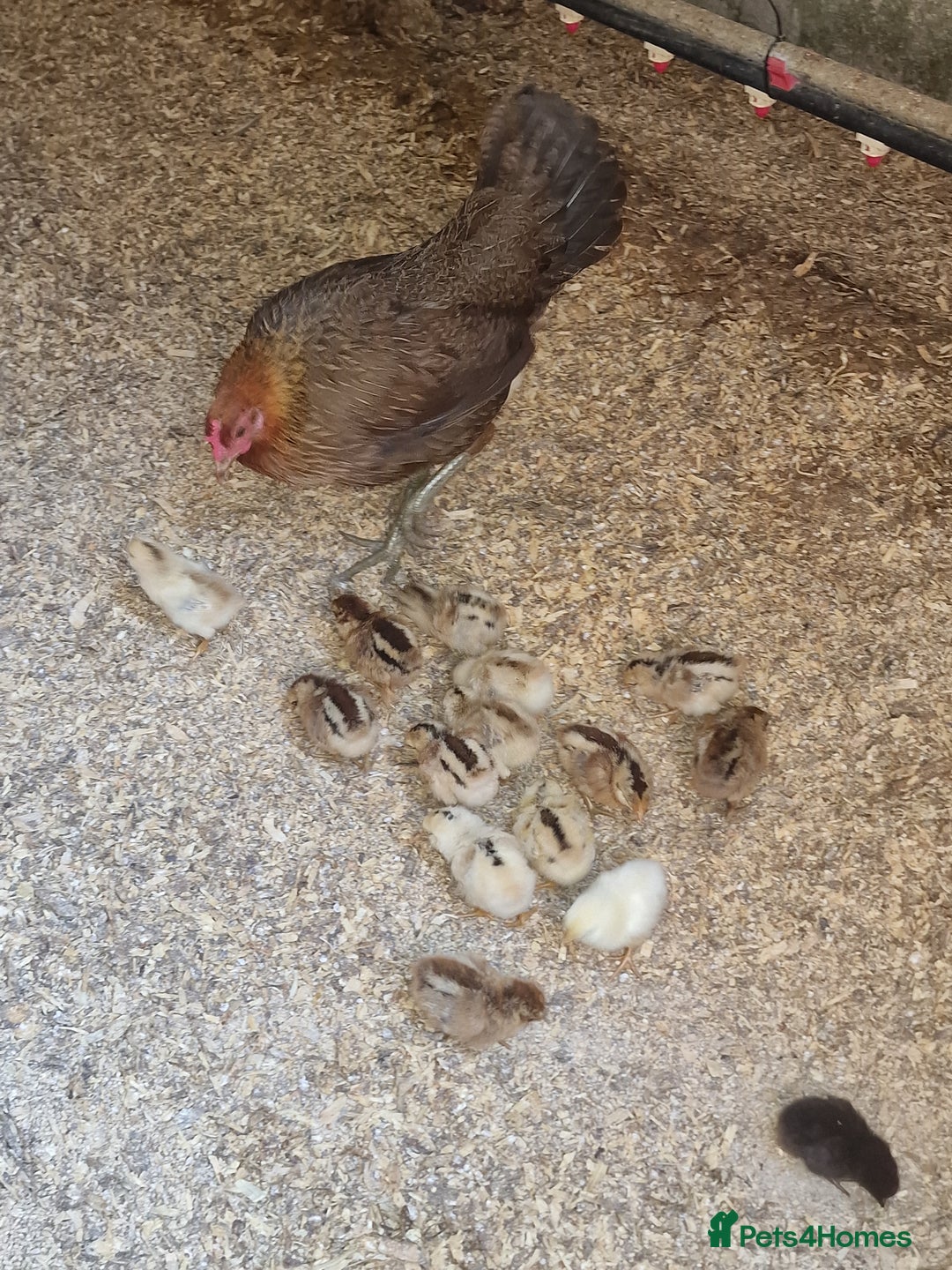 Chickens poultry for sale: Chickens of various breeds - Image 1