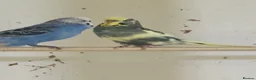 Budgerigars birds for sale: budgies 3+ years - Advert 2