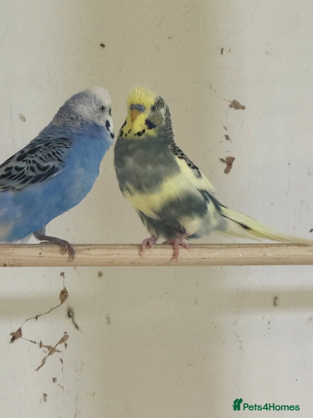 Budgerigars birds for sale: budgies 3+ years - Advert 2