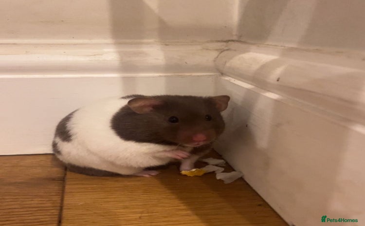 Hamster rodents - Advert 12