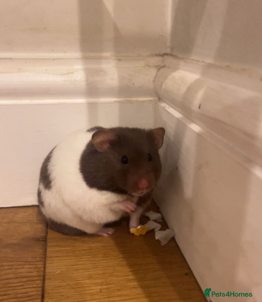 Hamster rodents for sale: Hamster - Image 1