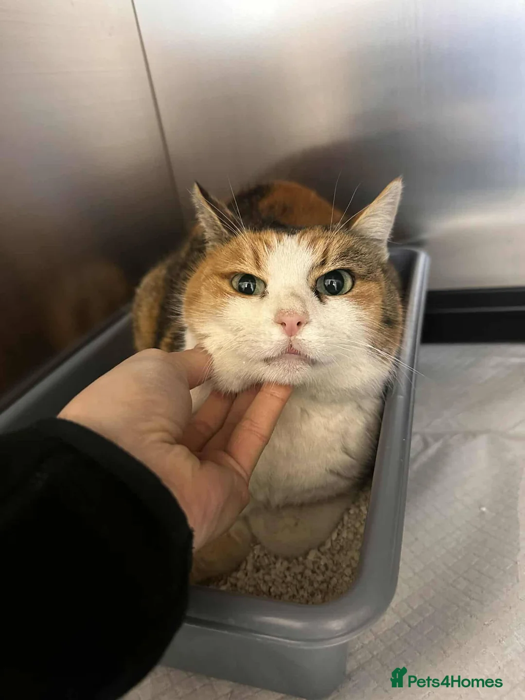 Mixed Breed cats for adoption: Carolina for adoption - Advert 1