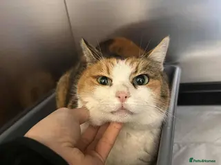 Mixed Breed cats Carolina for adoption - Advert 2