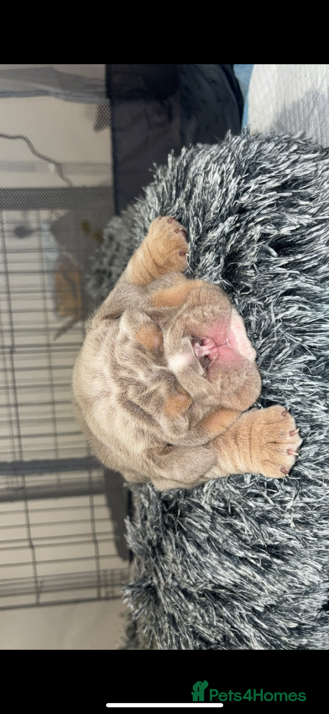 English Bulldog dogs for sale: Fully Suited Lilac & Tan boys  - Image 4