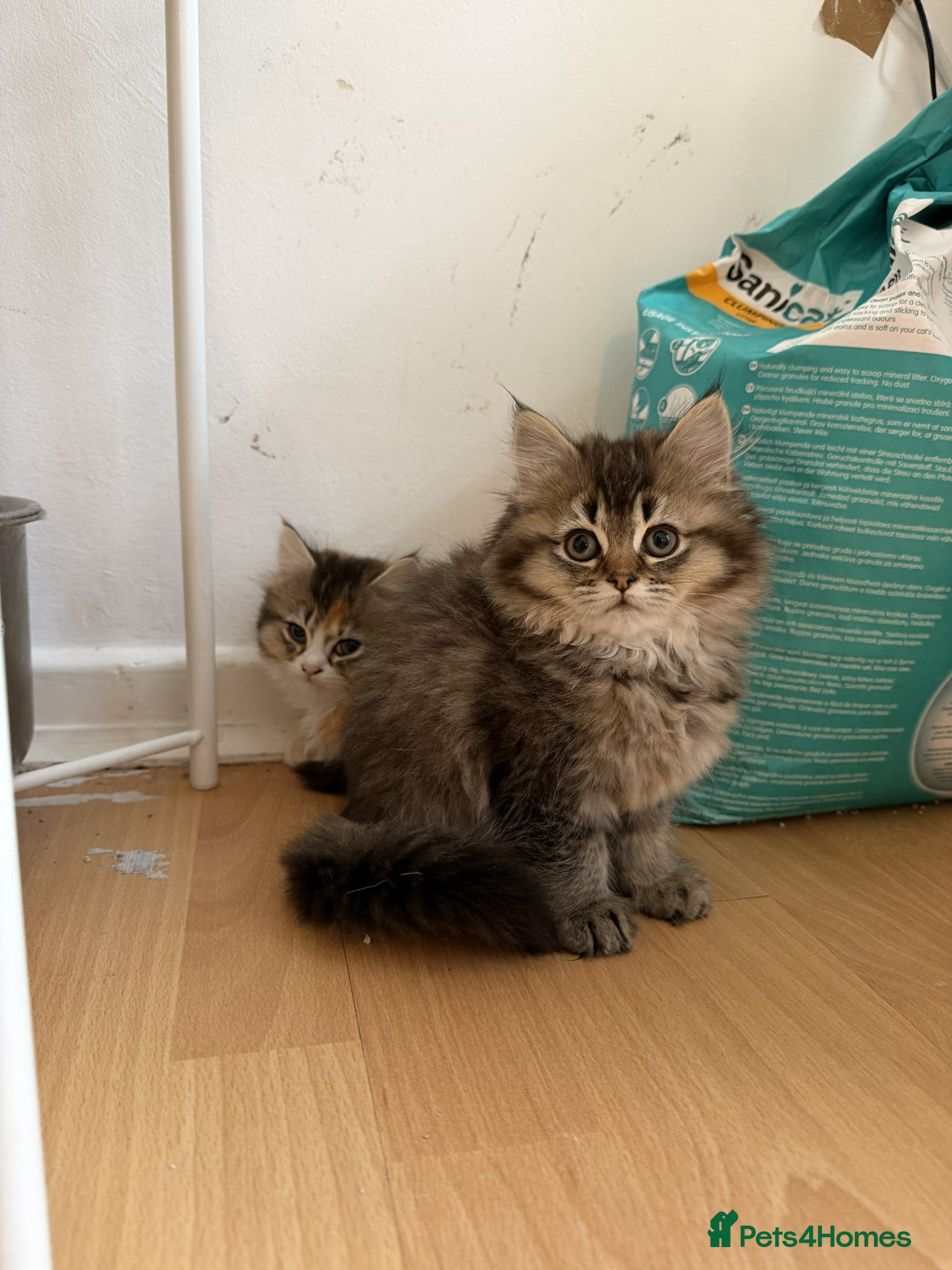 British Longhair cats for sale: adorable British longhair & shorthair Ready now - Advert 3