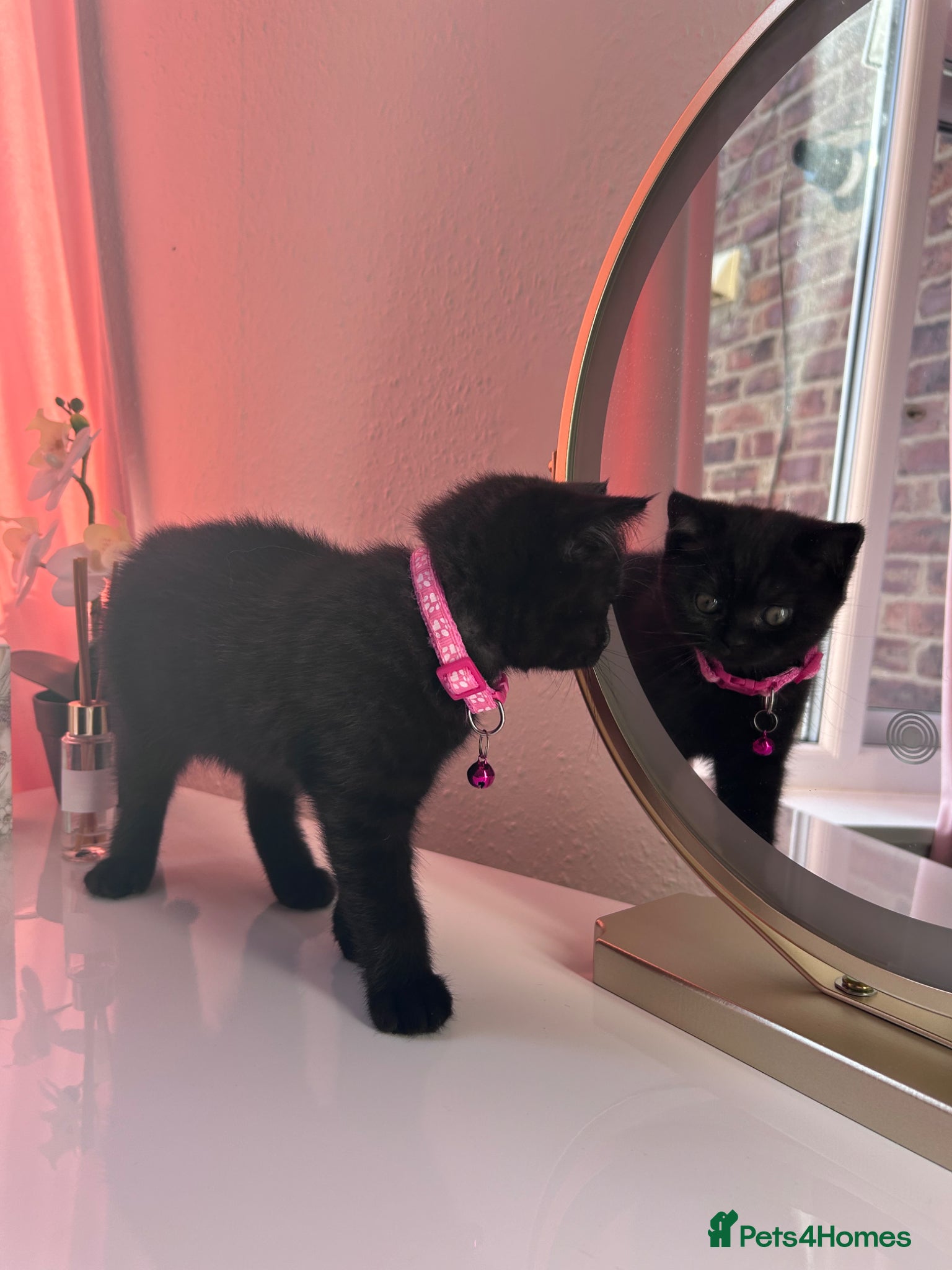 British Shorthair cats Rare British Shorthair – Last Female - Advert 2