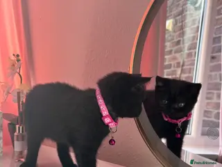 British Shorthair cats Rare British Shorthair – Last Female - Advert 2