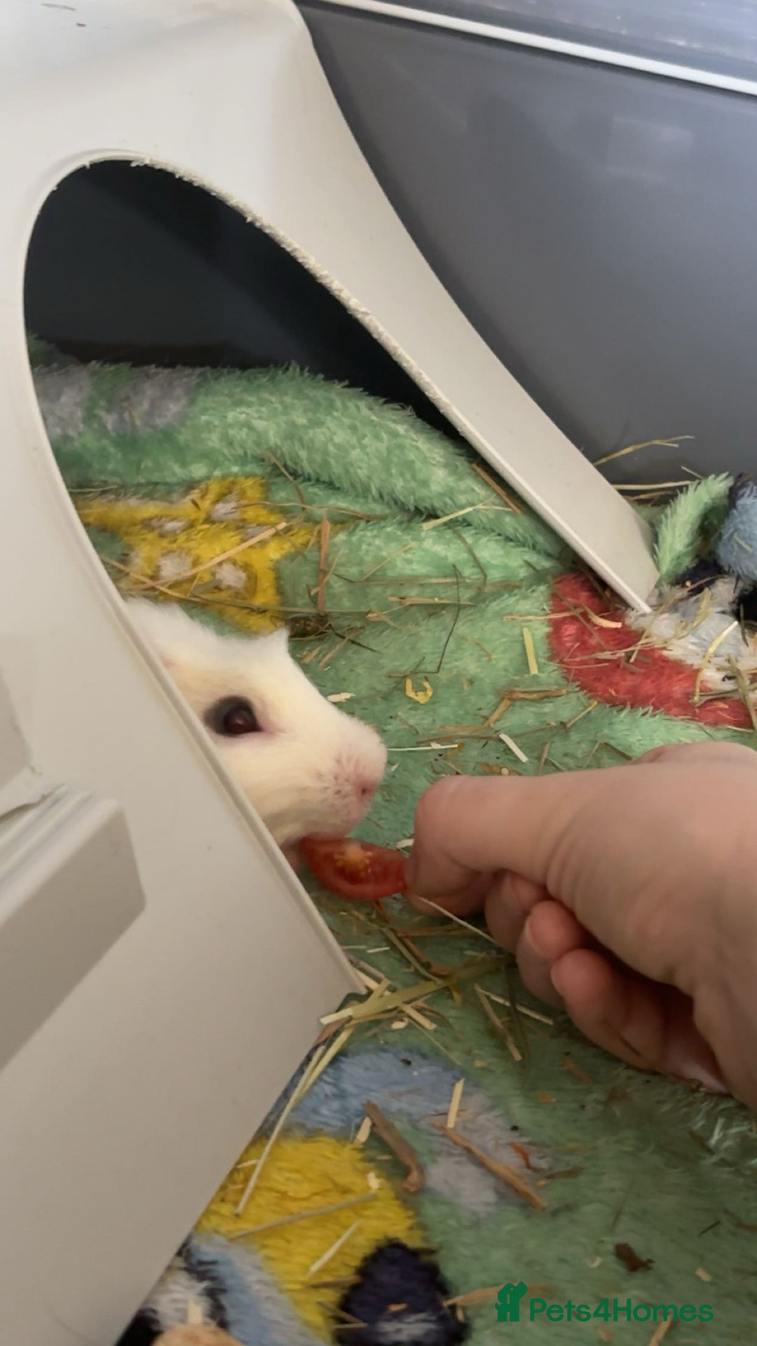 Guinea Pig rodents for sale: 2 male guinea pigs, cage, food ect. Open to offers - Image 2