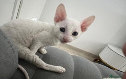 Cornish Rex cats for sale: Cornish Rex - Advert 7