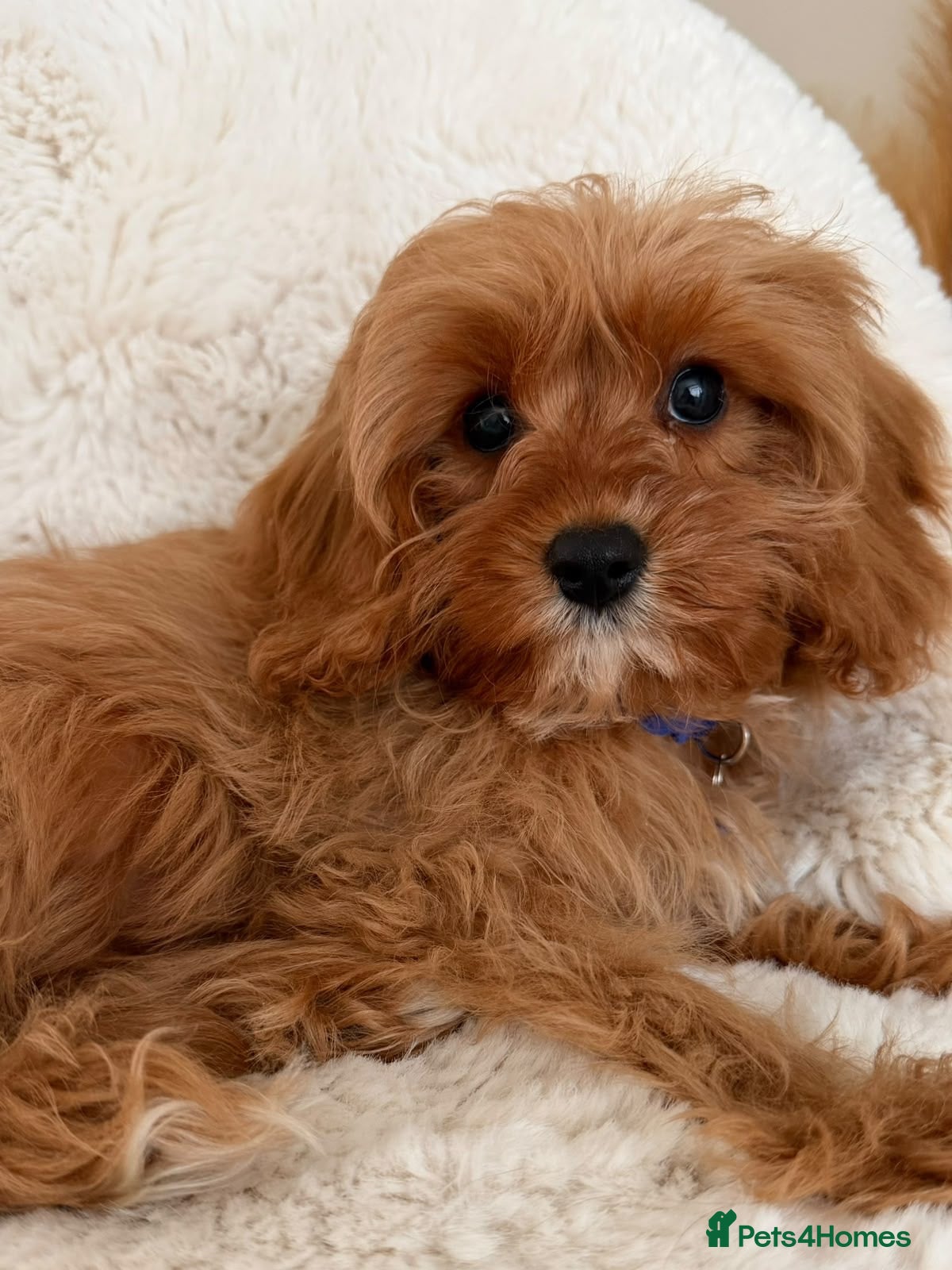 Cavapoo dogs Cavapoo Puppies - Advert 1
