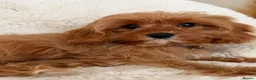 Cavapoo dogs for sale: Cavapoo Puppies in Sunderland - Advert 1