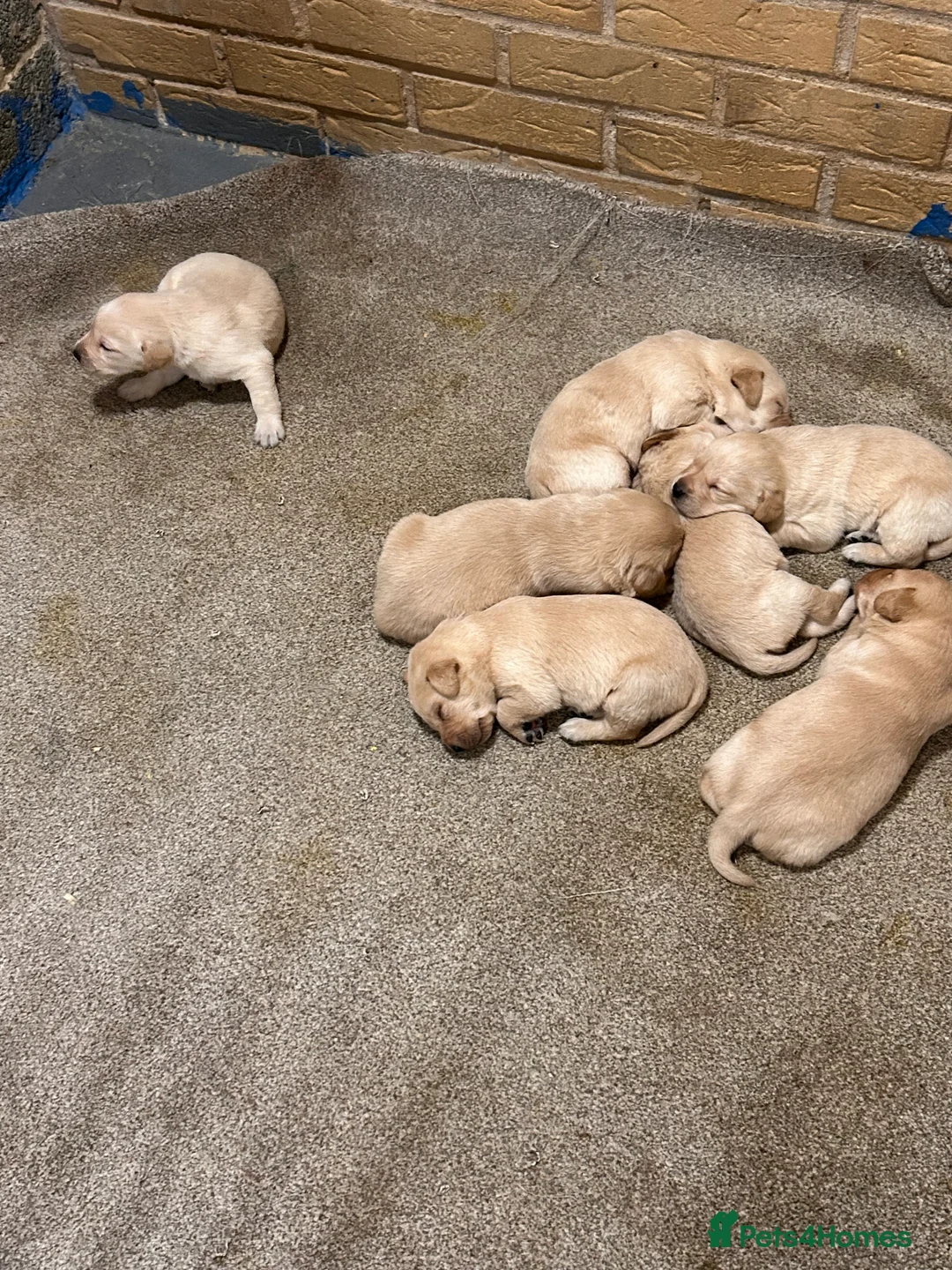 Labrador Retriever dogs for sale: Labrador golden puppies  - Advert 6