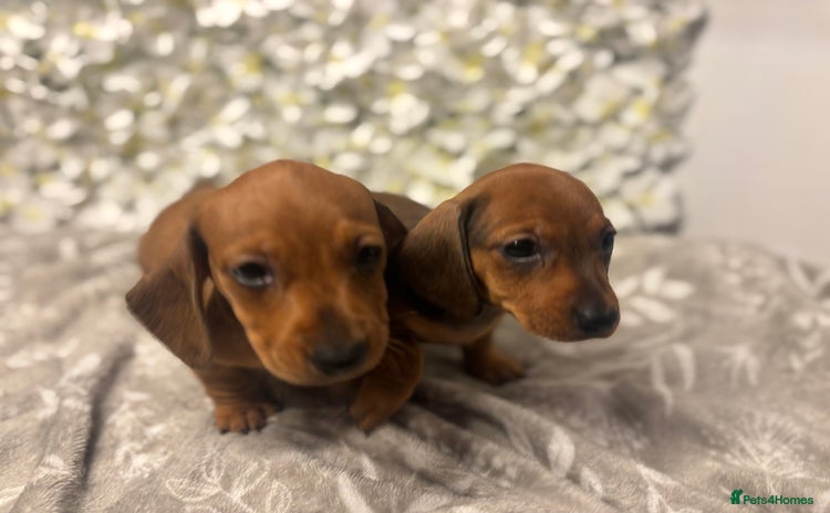 Miniature Dachshund dogs - Advert 1