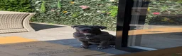 Mixed Breed dogs for sale: Marlie cane corso 8 months old in Birmingham - Advert 1