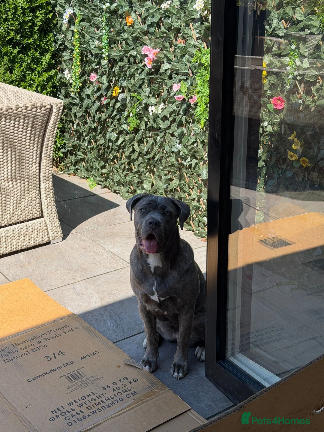 Mixed Breed dogs for sale: Marlie cane corso 8 months old in Birmingham - Advert 1
