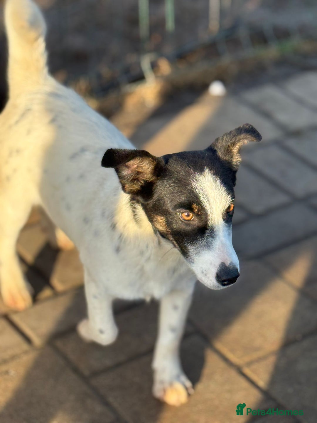 Mixed Breed dogs for adoption: Gorgeous little Andor looking for love - Advert 20