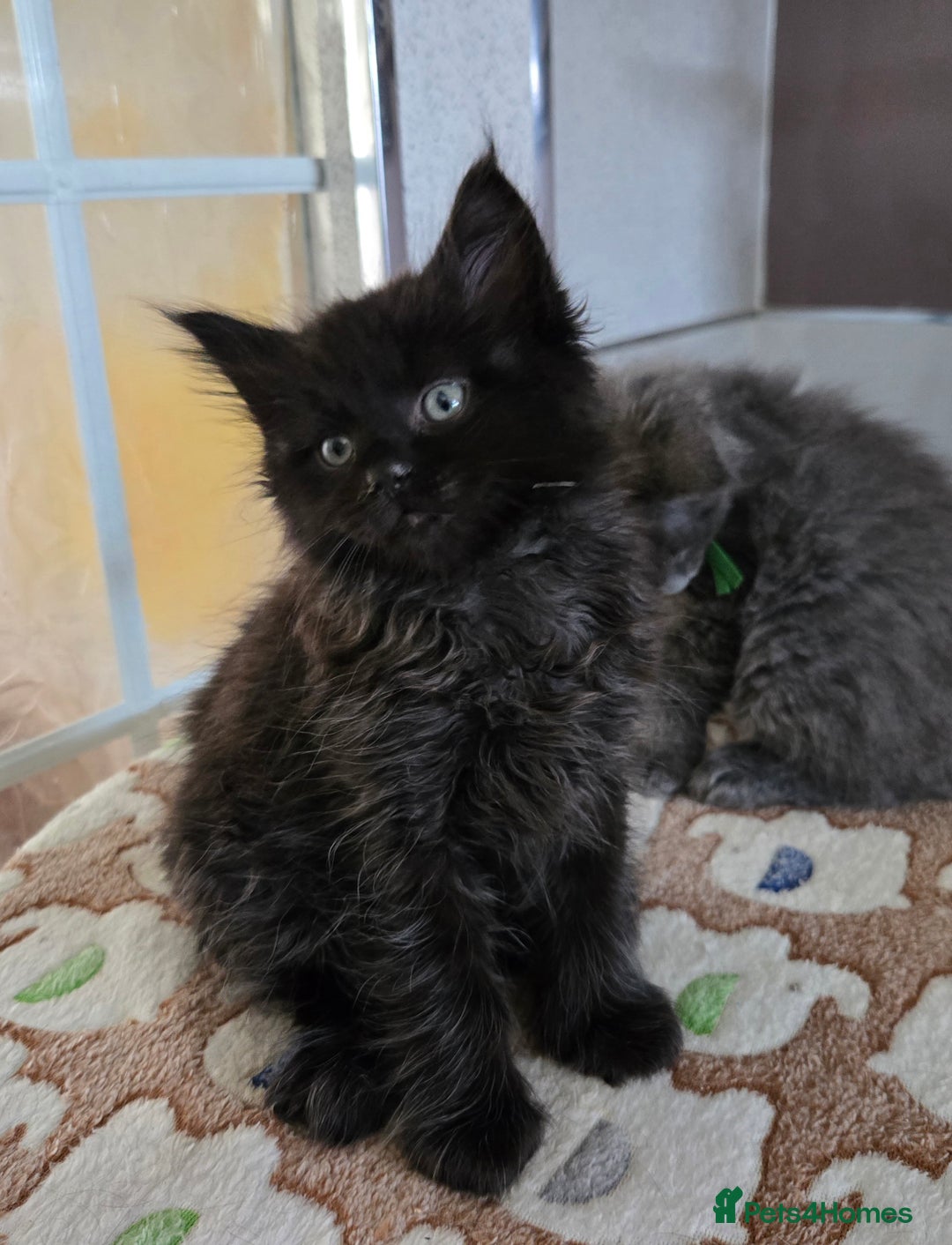 Maine Coon cats for sale: Stunning GCCF Maine Coon kittens  - Image 23