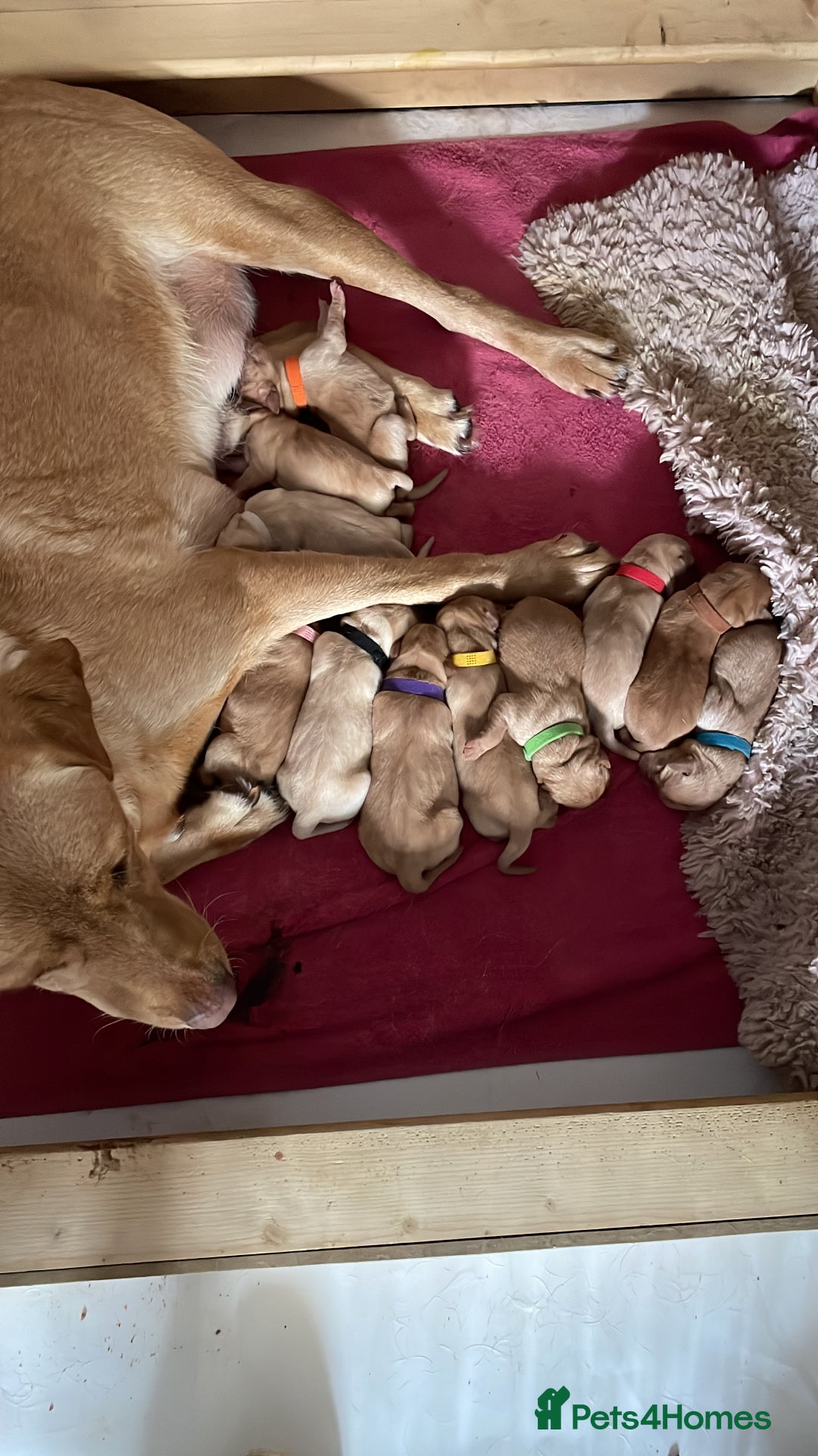 Labrador Retriever dogs for sale: Golden and fox red lab puppies ready to leave now - Image 15