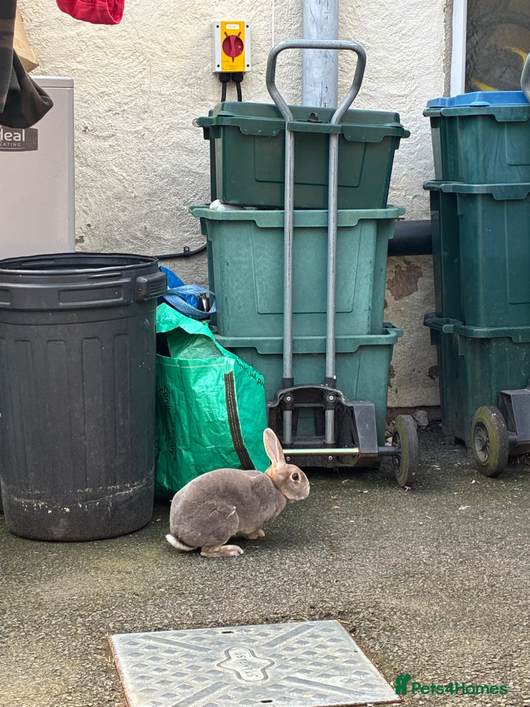 Rex rabbits for sale: 2 female Spayed Rex bonded sisters  - Advert 3